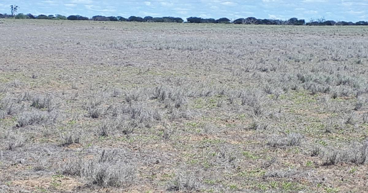 Revocation of drought status in Flinders questioned by mayor McNamara | Queensland Country Life