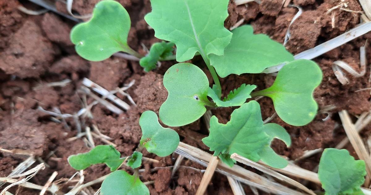 Slaters chew their way into crops