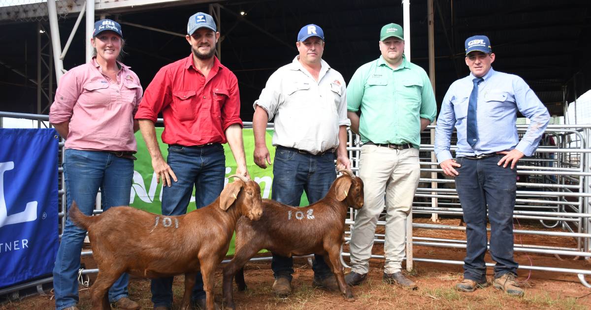 Springvale Sassy smashes national female record at Qld goat breeders sale