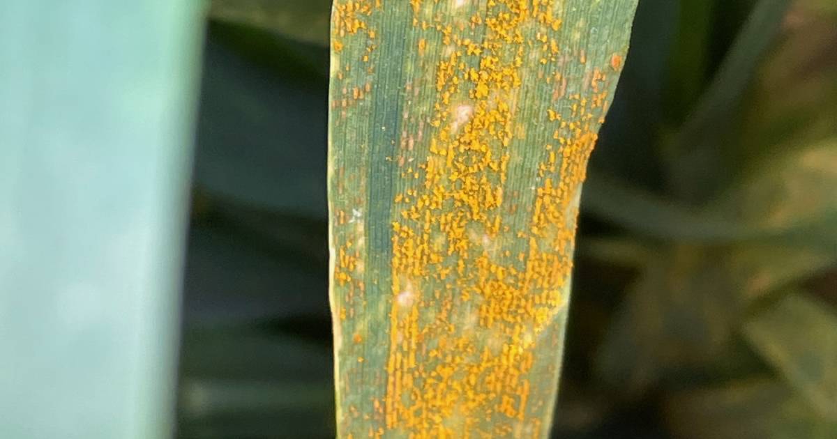 Stay ahead of stripe rust