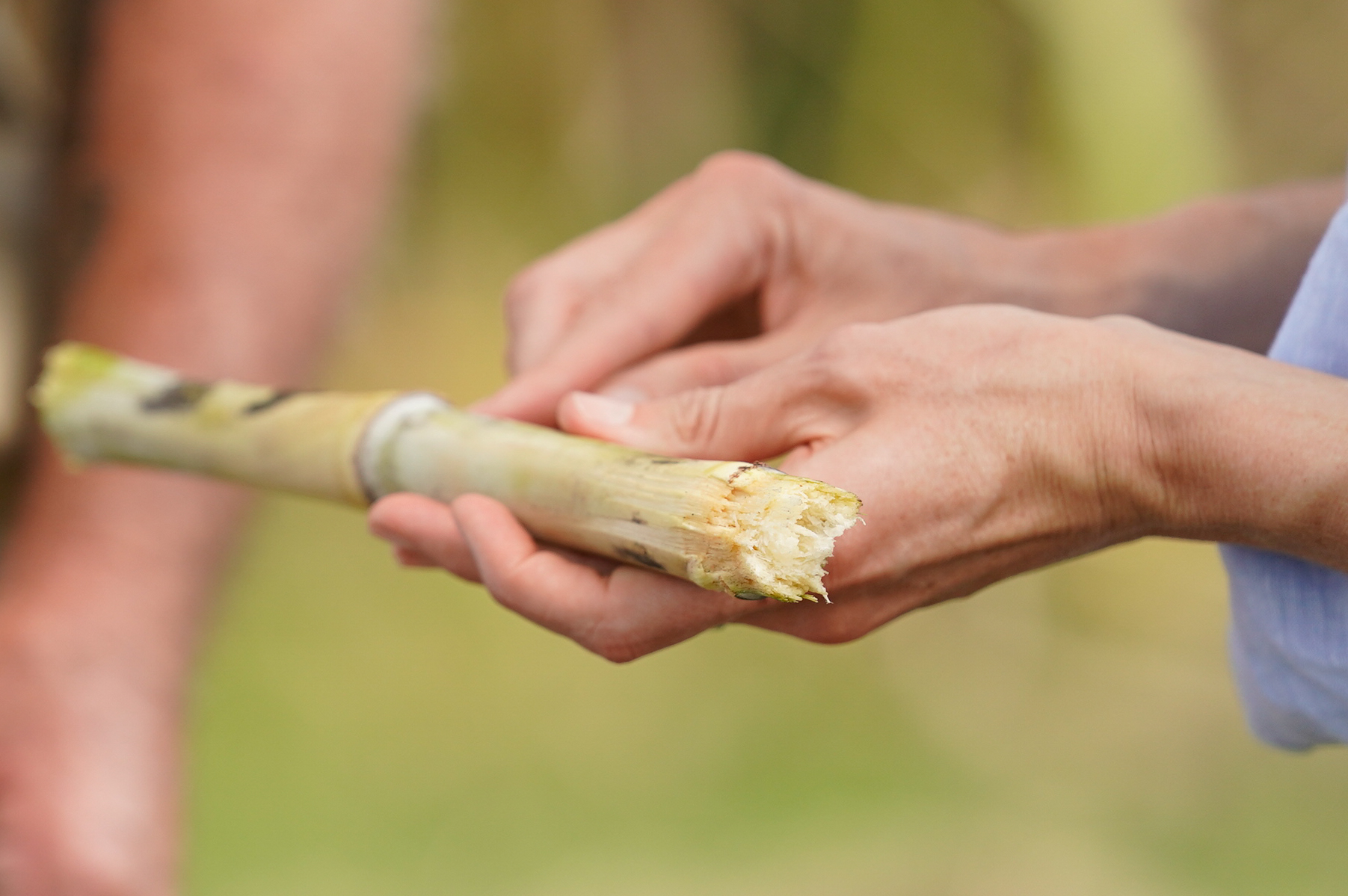 Sugar high powering homes – AustralianFarmers