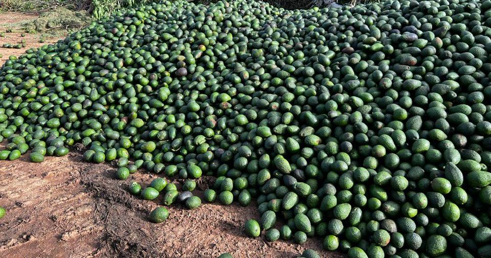 Tablelands avos dumped as supply gluts market