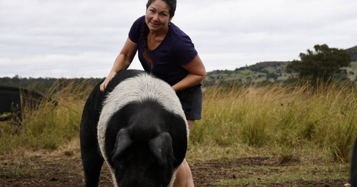 The couple raising rare pigs into tender roasts | Queensland Country Life