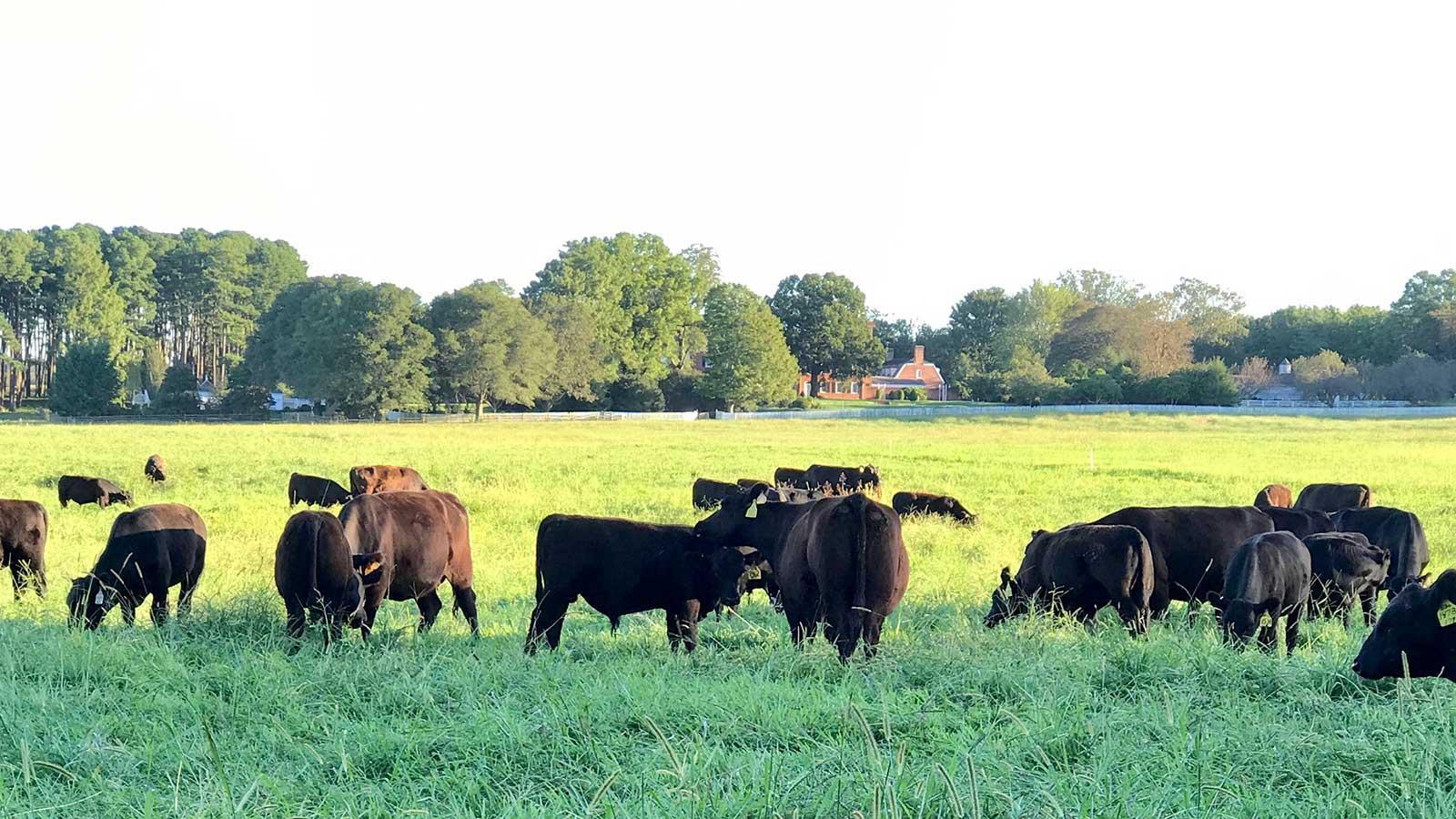 UMD gains 563 acres to continue Wye Angus cattle research