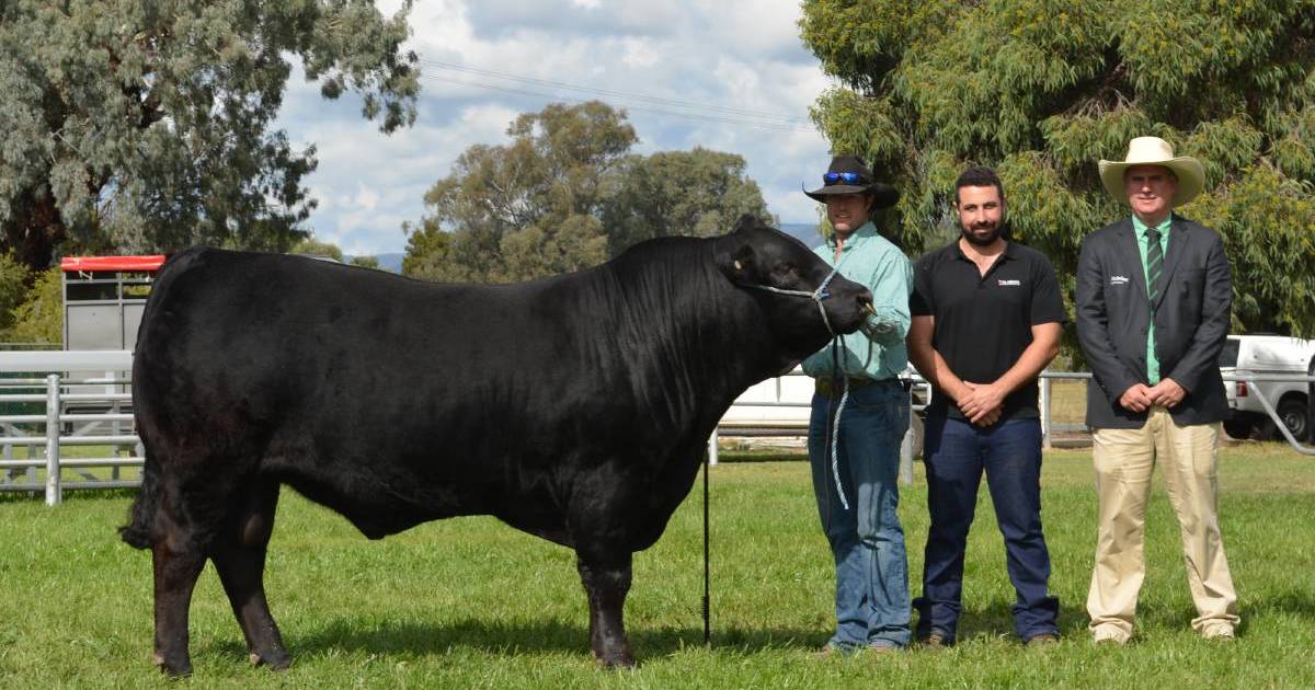 WA bull comes out tops at stud's show debut