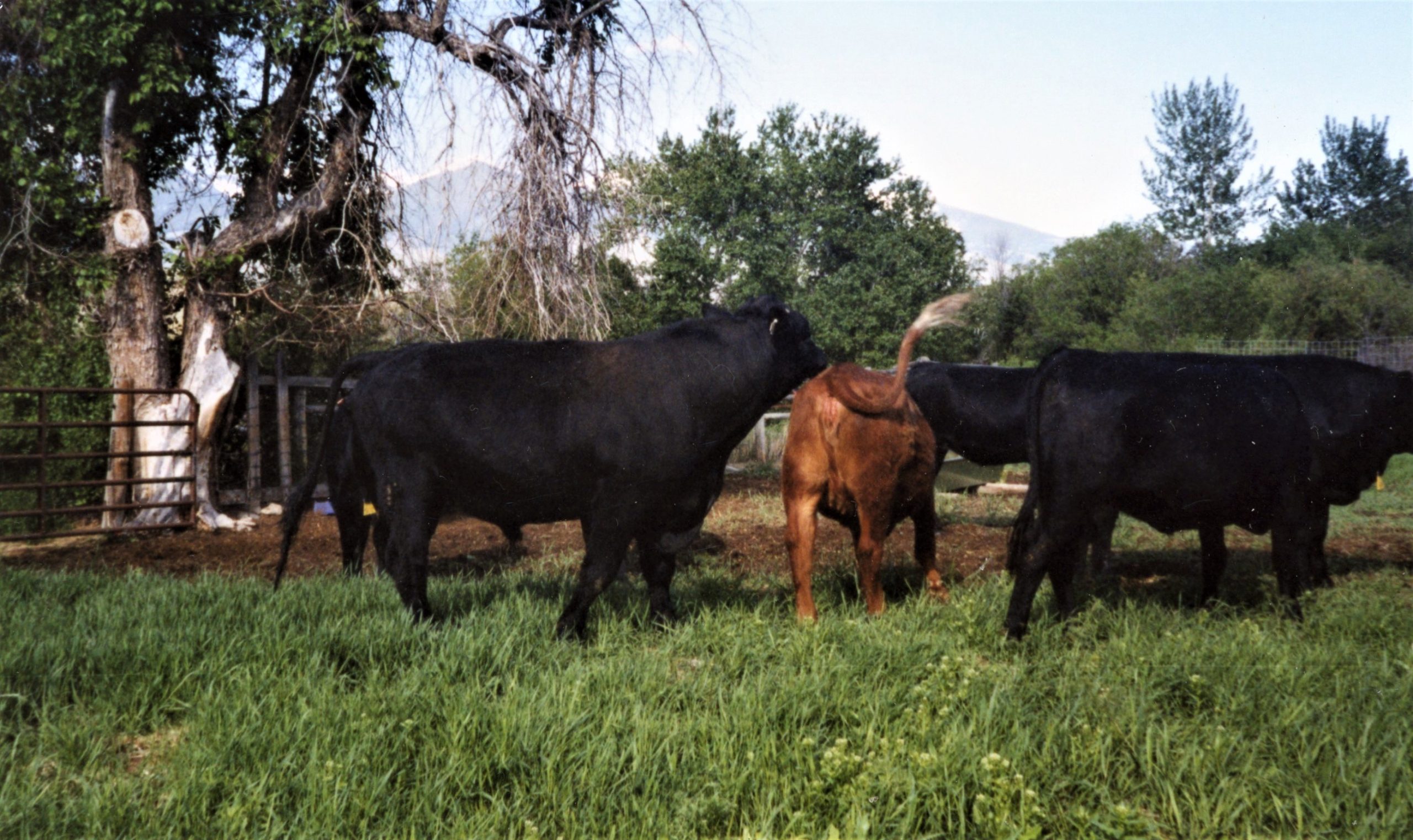 Utah bulls test positive for trichomoniasis