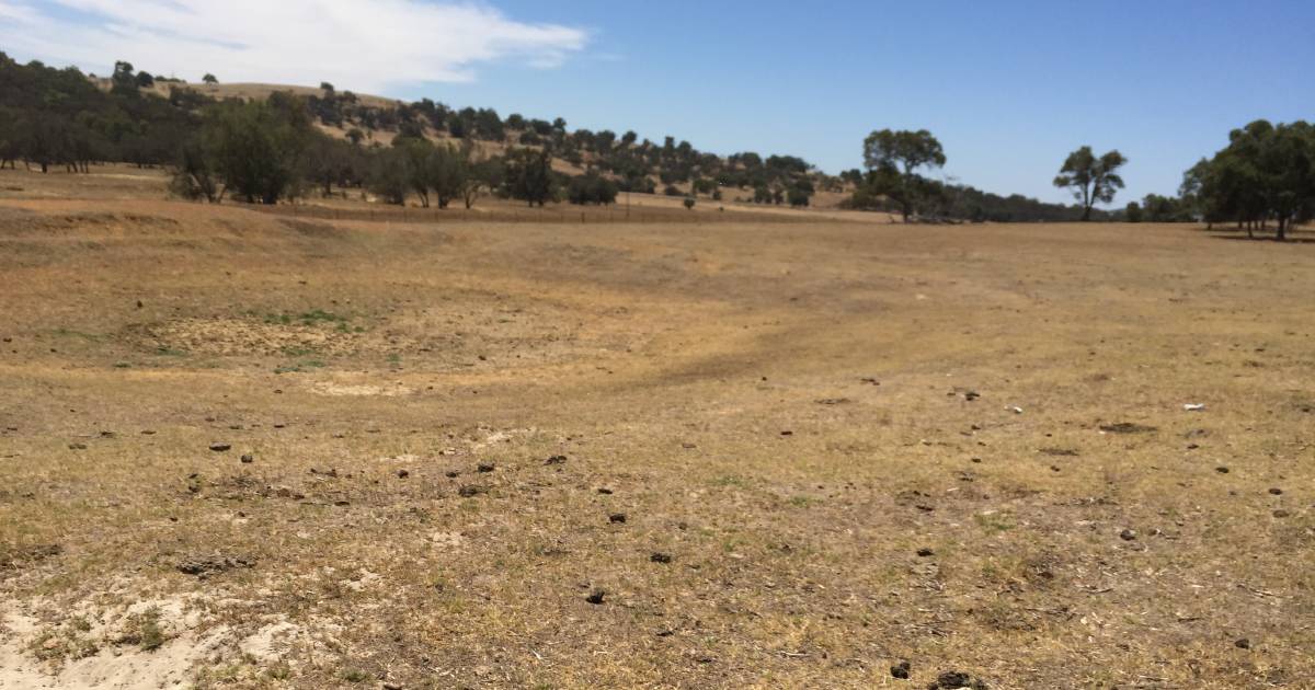 Water deficiency revoked after rain falls in Grass Patch and Salmon Gums areas | Farm Weekly