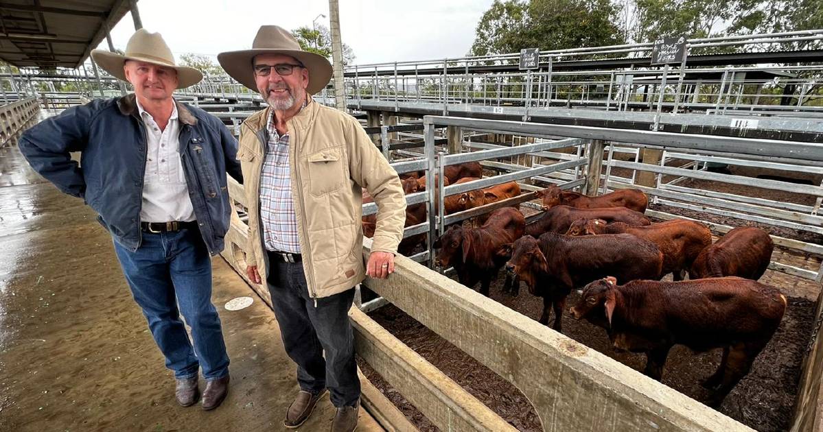 Weaner steers sell to 718c, average 627c at Gracemere | North Queensland Register