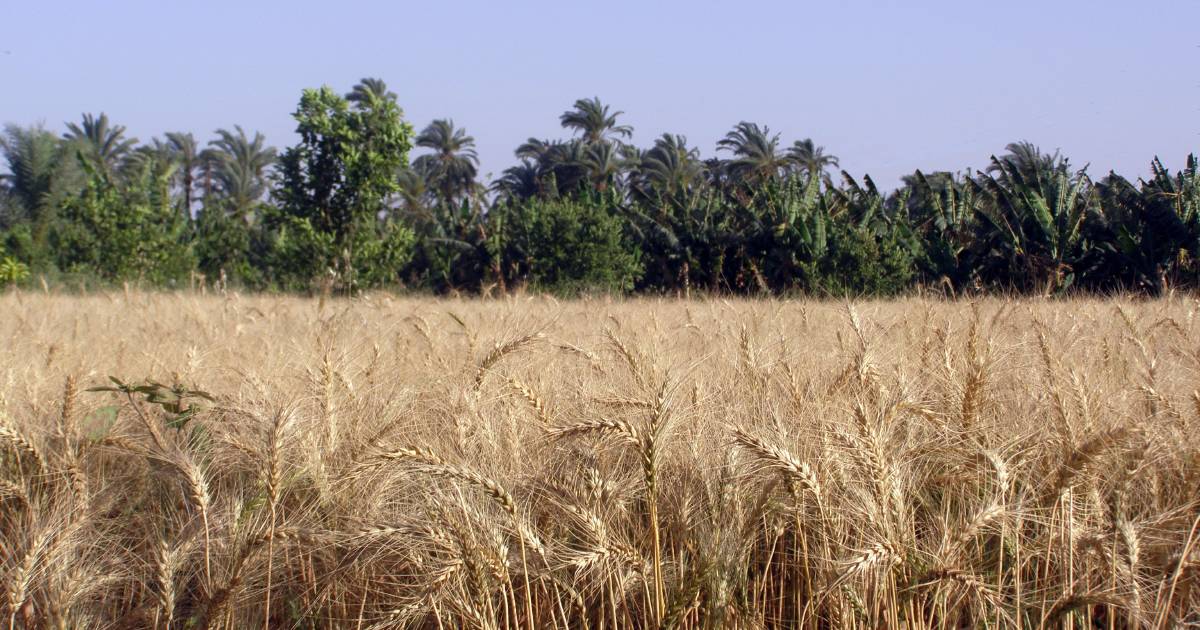 Wheat production under threat across the globe | The Land