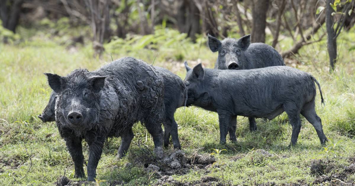 Whitsunday Regional Council release update into feral pig aerial shooting program