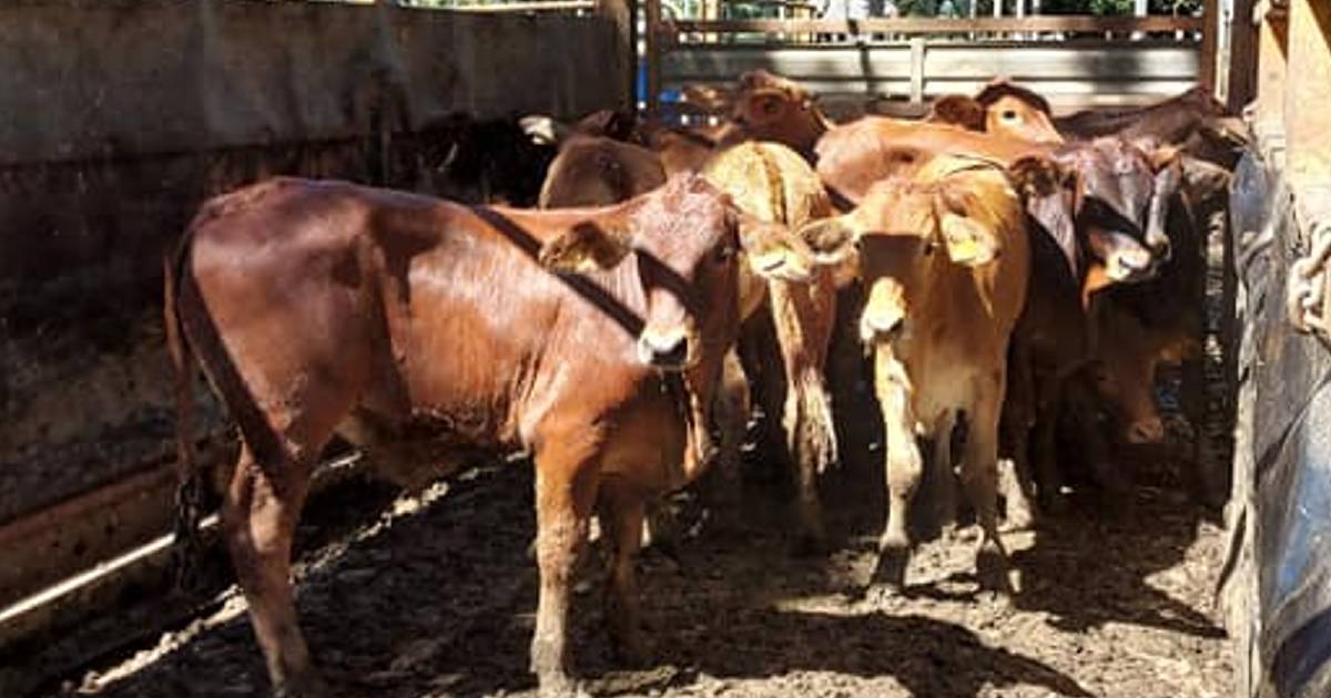 Yearling steers sell to 622.2c, average 517.5c at Mareeba | North Queensland Register