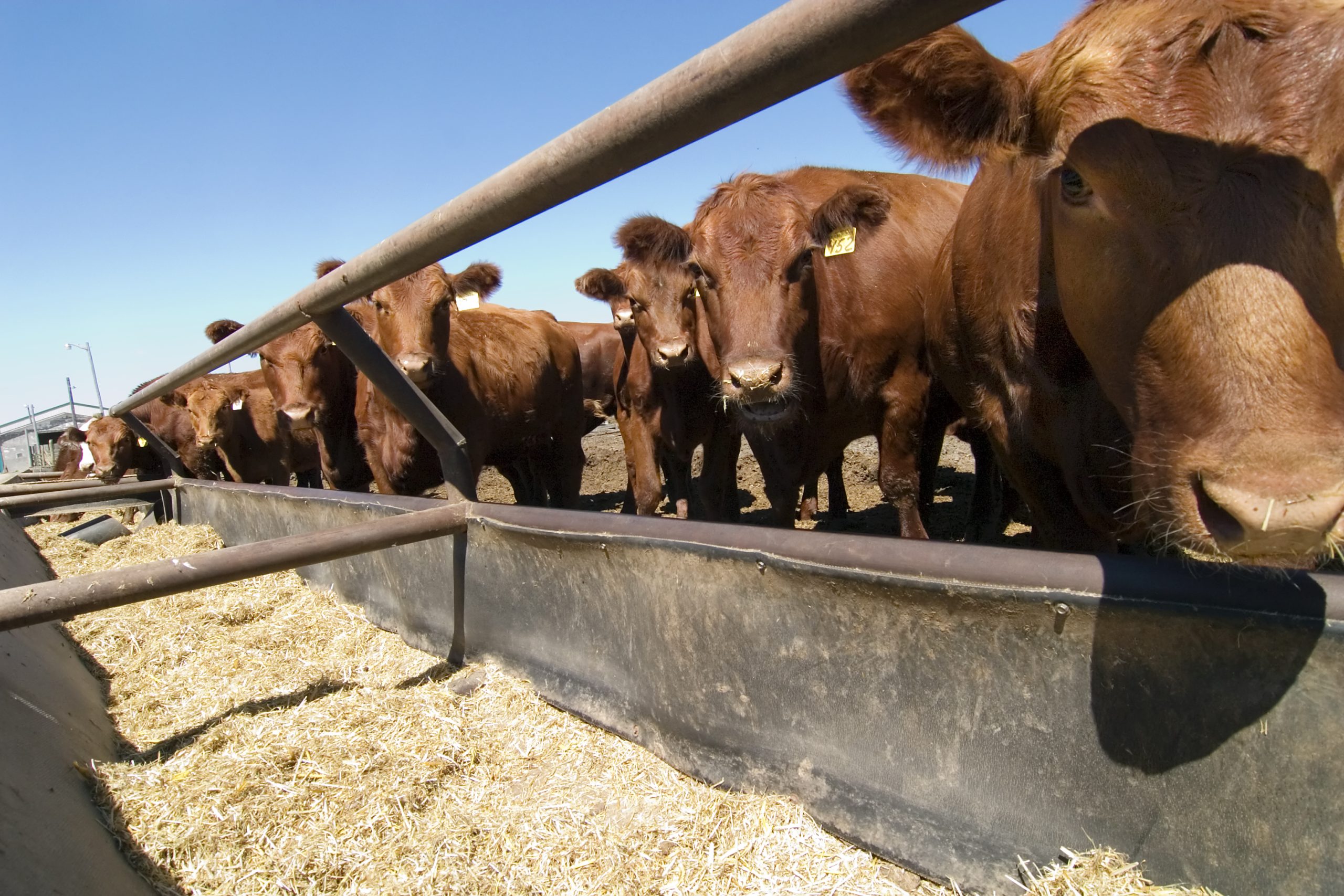 Feedworks USA adds three to ruminant division