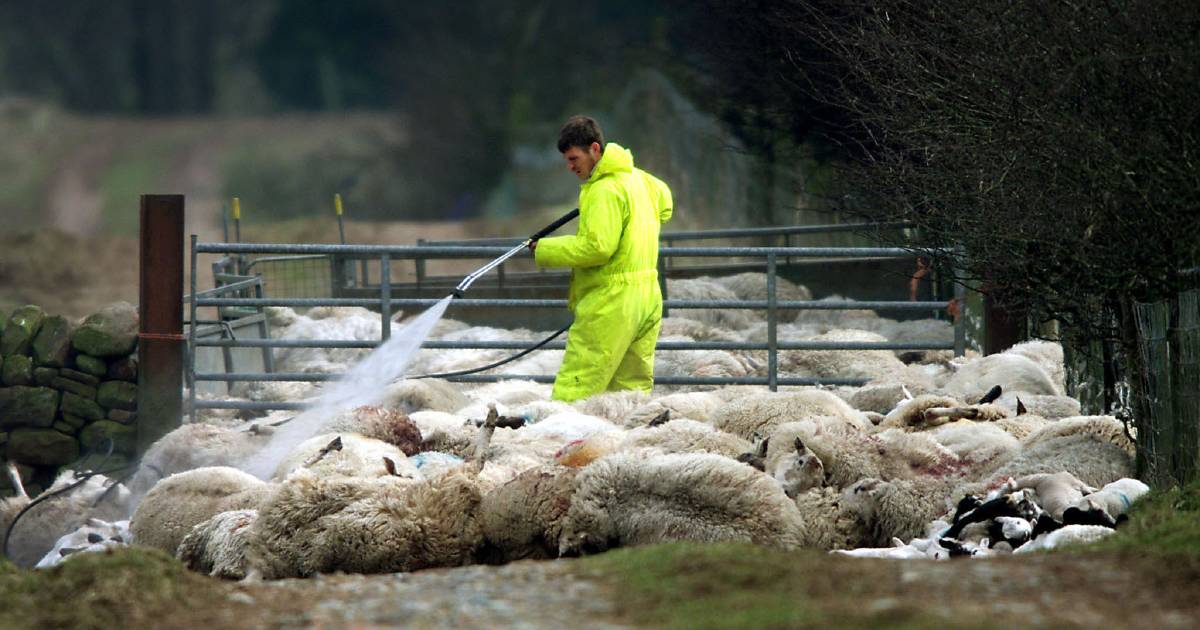 FMD symptoms in sheep subtle enough to go undiagnosed, potentially amplifying the spread of the disease | Farm Weekly