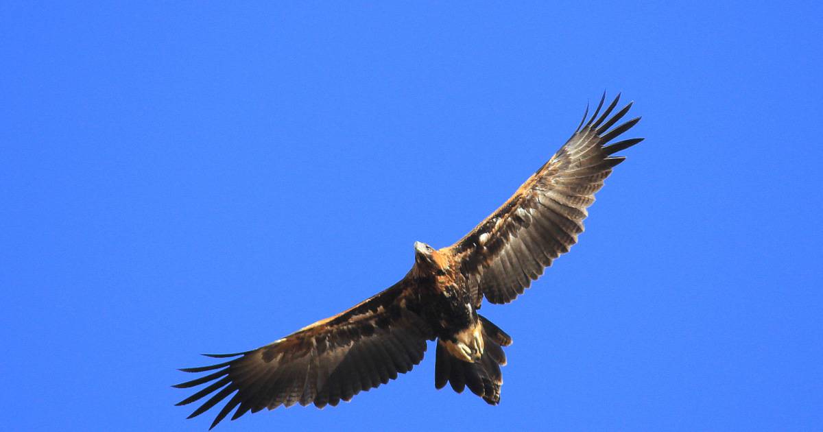 Anecdotal reports indicate wedge-tailed eagle numbers building in places | Queensland Country Life