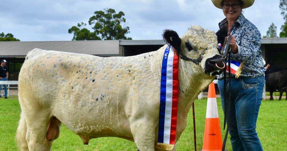 Miniature Galloway record bull is Romani sire prospect | The Land