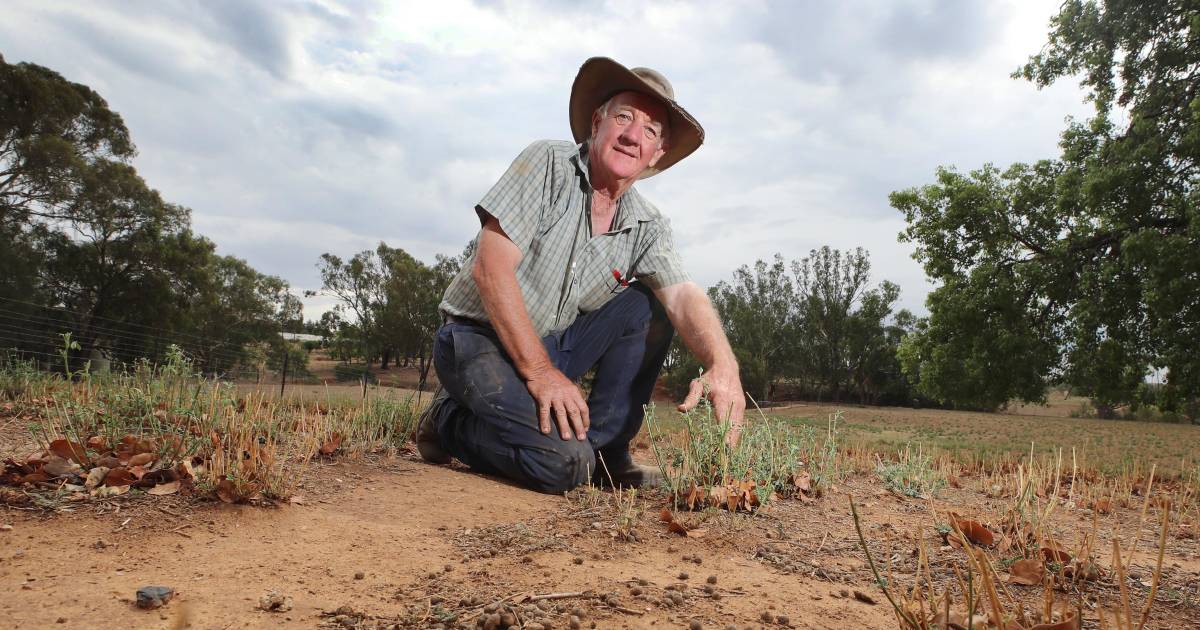 'Wary' farmers fear Riverina will be forgotten as Labor takes power