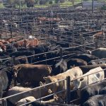Grazier's $400k AuctionsPlus pay day