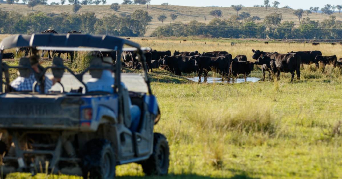 Northern NSW cattle country to $1454/acre | Video, Photos