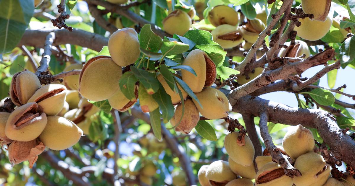 Select Harvests’ almond group struggles through wet harvest, quality downgrades | The Land