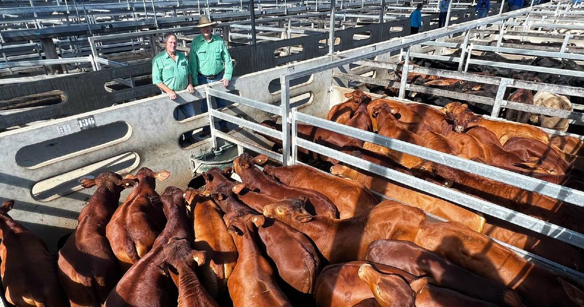 CQLX Gracemere sale attracts processors and local feeder buyers | Queensland Country Life