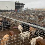 Fast, mobile FMD detection will be vital