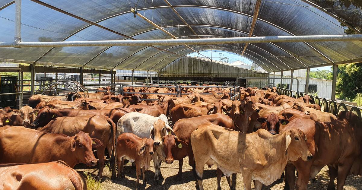 Brahmans benefits key to Narcona Beef’s success | Queensland Country Life