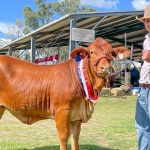 Forbes store cattle market firm for better quality as mild autumn benefits restockers | The Land