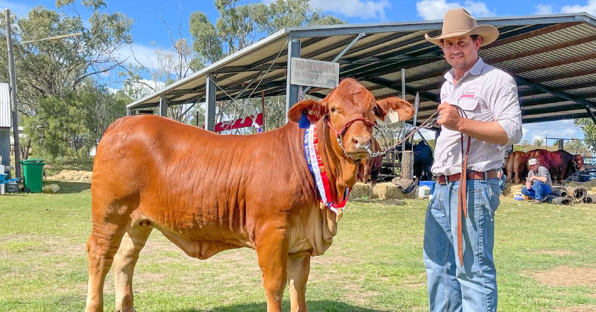 Blonde d’Aquitaine Feature Show lights up Chinchilla show, strong showings at Springsure | Queensland Country Life