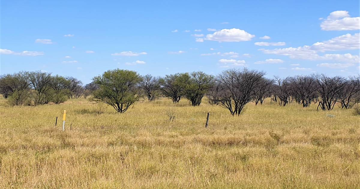 South32 Cannington donates to Southern Gulf NRM weed program | North Queensland Register