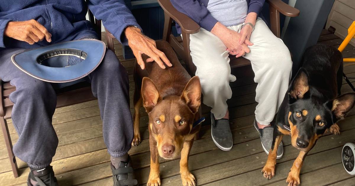 Muster Dogs Annie and Lucifer visit Clermont aged care home | Queensland Country Life