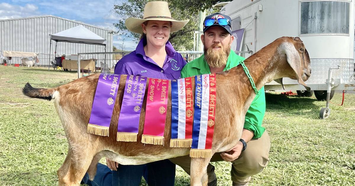 US bloodline gains upperhand at Springsure Goat Show