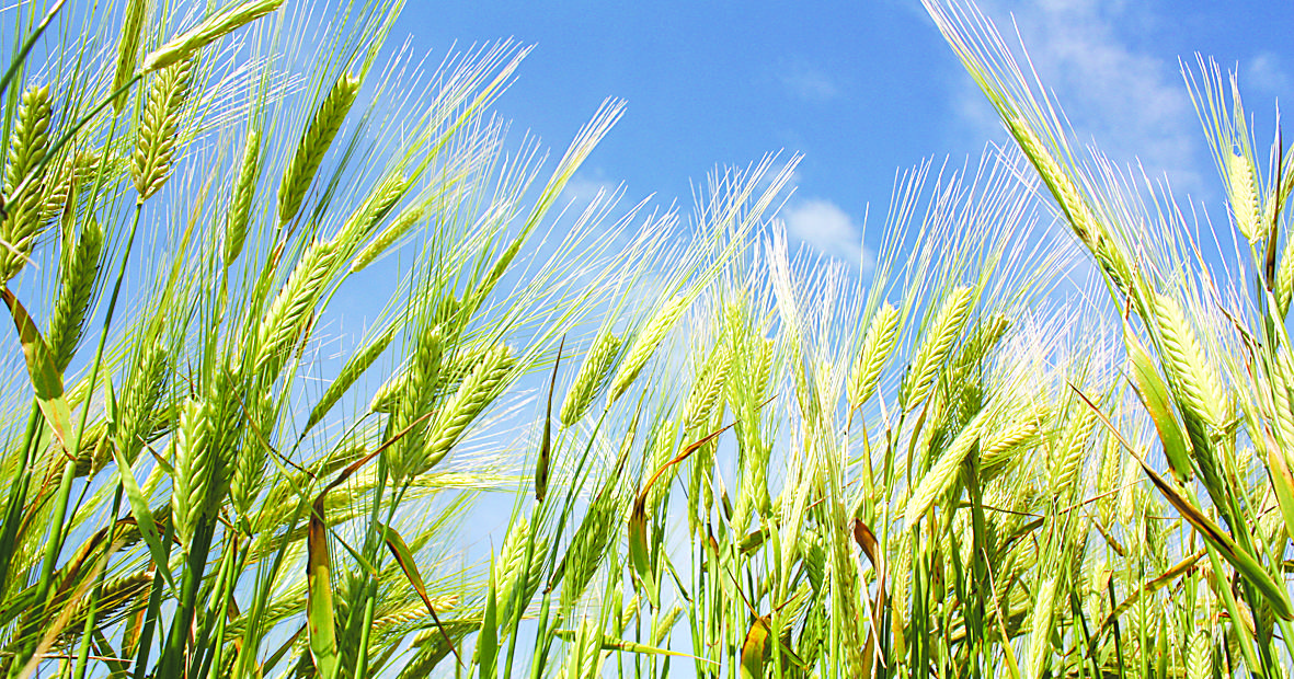 Barley Australia merges with Grains Australia | Farm Weekly