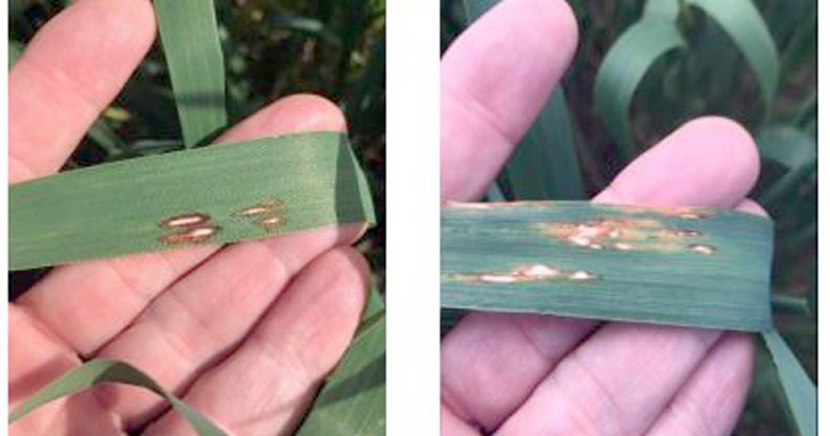 Stubble borne disease is still an issue