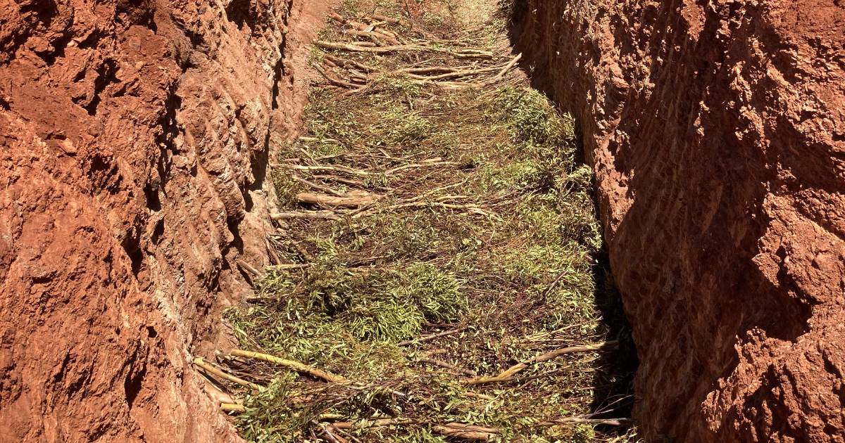 Cash offer for biomass from Mallee trees