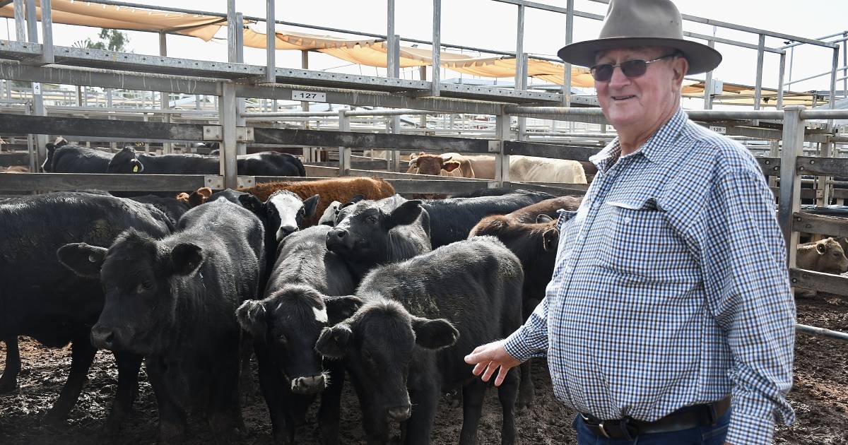 Wet weather didn't dampen demand for weaners at Roma store sale