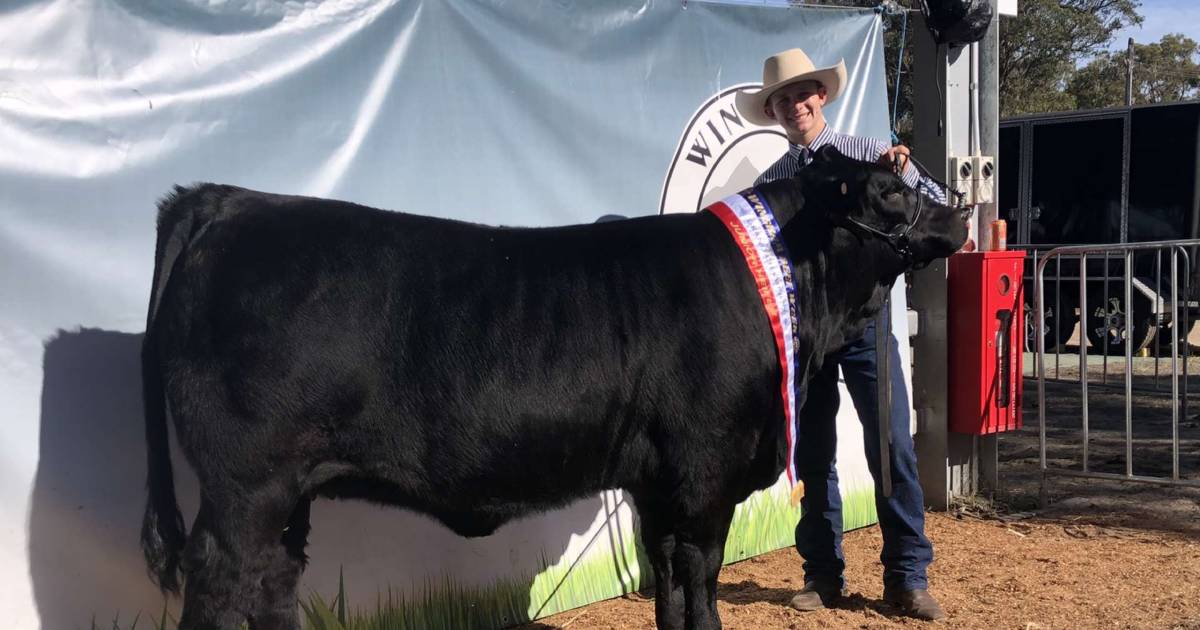 Led heifer win for Scone Grammar at Wingham