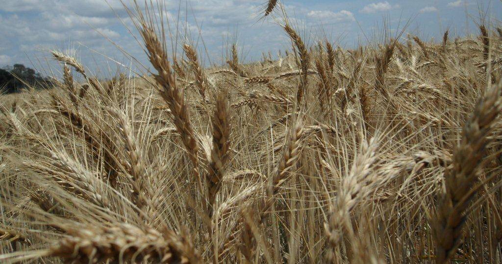 Grain markets calm despite Eastern Europe turmoil