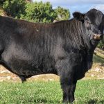 Rowes Maddy tops $50,000 at Nutrien Northern Performance sale | Queensland Country Life