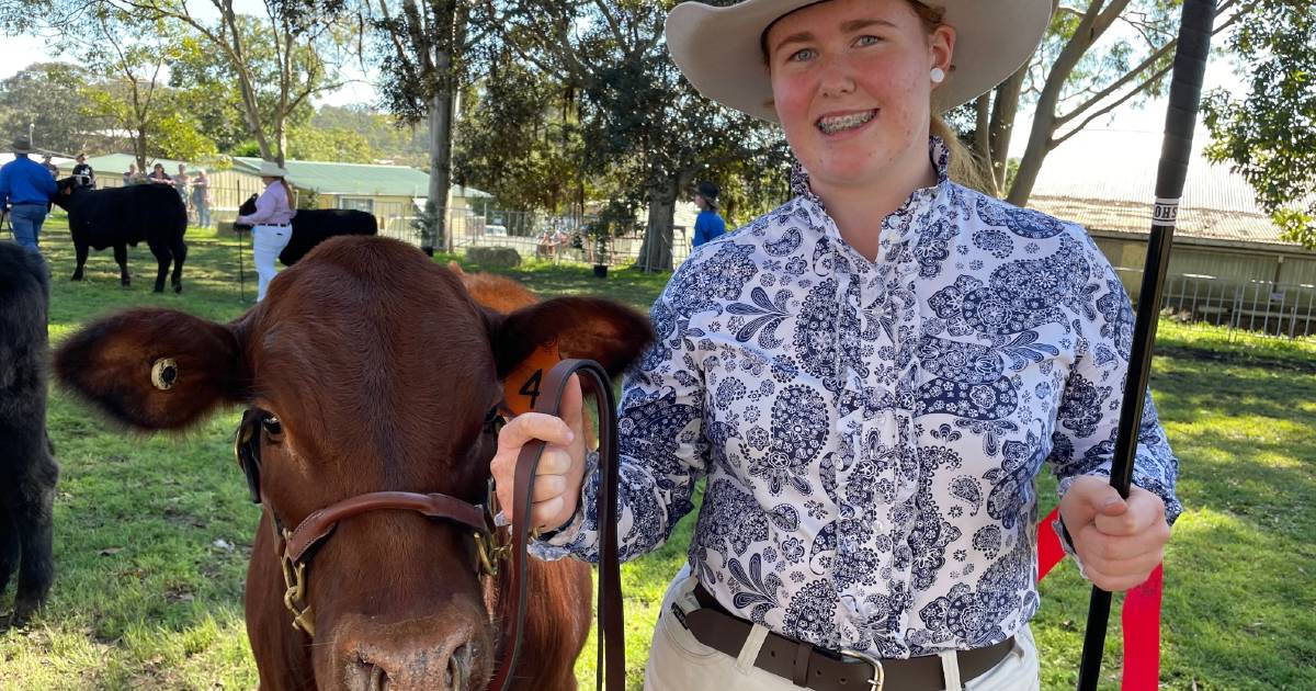 Mid North Coast school breeds own winning steer