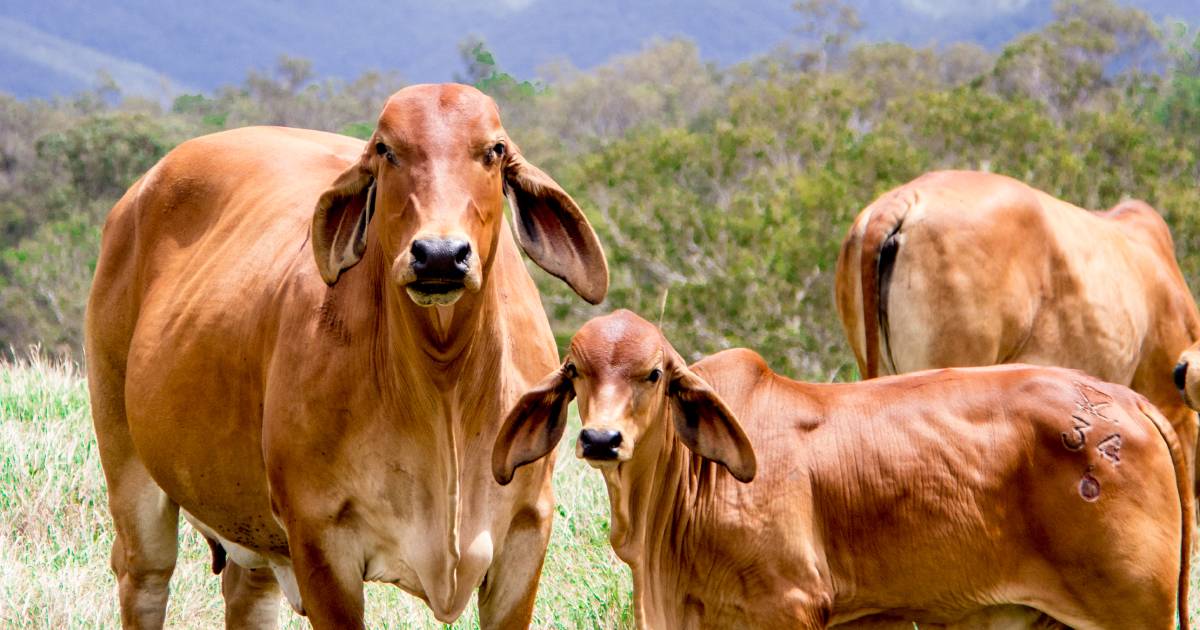 Australian Brahman Breeders Association launches Tails of the Brahman Herd podcast | Queensland Country Life