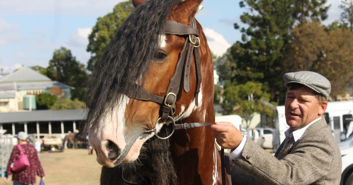 Boonah’s Clydesdale Spectacular to draw thousands to the Fassifern | Queensland Country Life