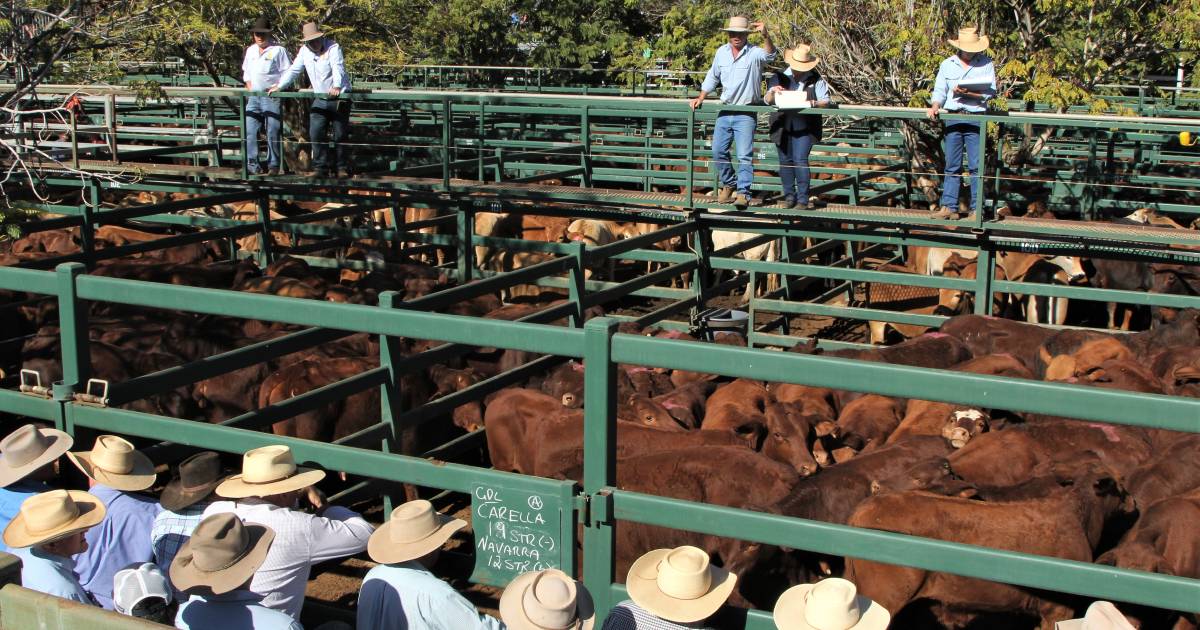 Steers rocket to 788c/kg at Blackall