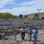 Charolais, Charbrays triumph at Clermont Prime Cattle Show