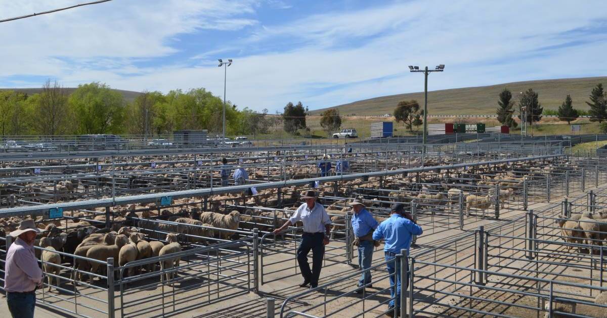 Merino ewes sold to $184 at Cooma