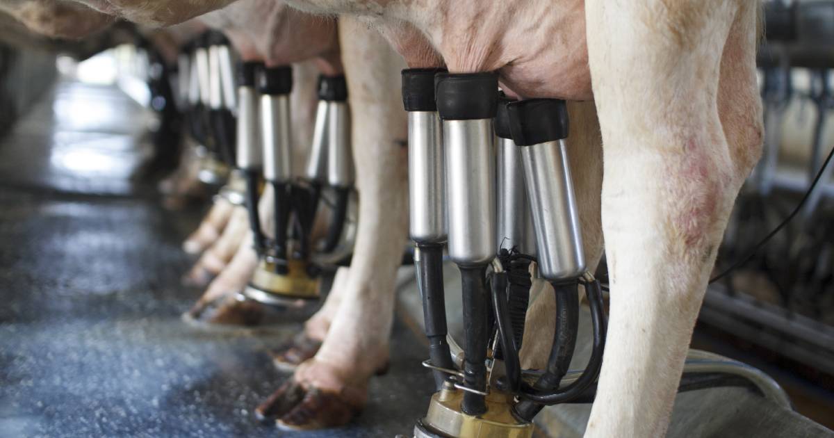 Dairy symposium pre-election commitment hits the mark | North Queensland Register