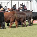 April cattle exports figures – Beef Central