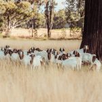 Merino ewes sold to $184 at Cooma