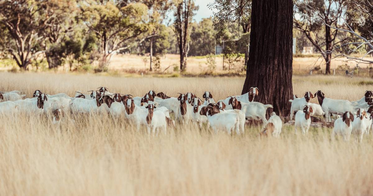 MLA announces record $3.7 million investment for the Australian goat industry