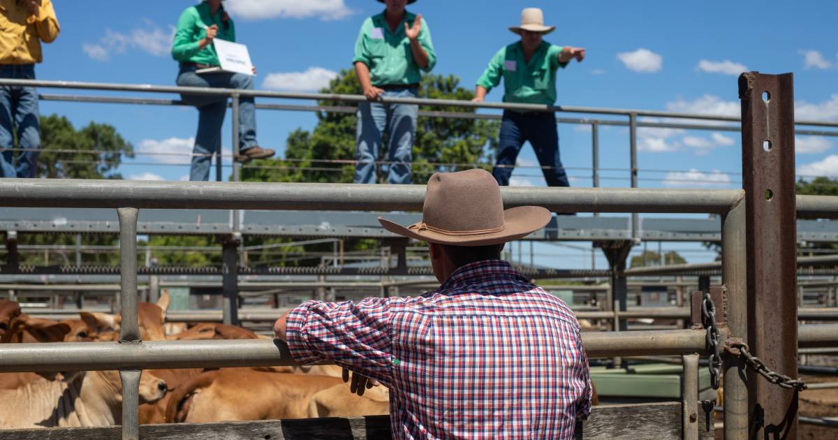 Charters Towers sale attracts well-finished cattle to competitive buyers | North Queensland Register