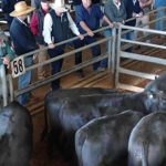 Blonde d’Aquitaine Feature Show lights up Chinchilla show, strong showings at Springsure | Queensland Country Life